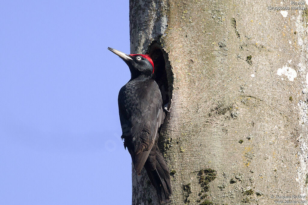 Black Woodpecker male adult breeding, identification, Reproduction-nesting