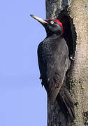 Black Woodpecker