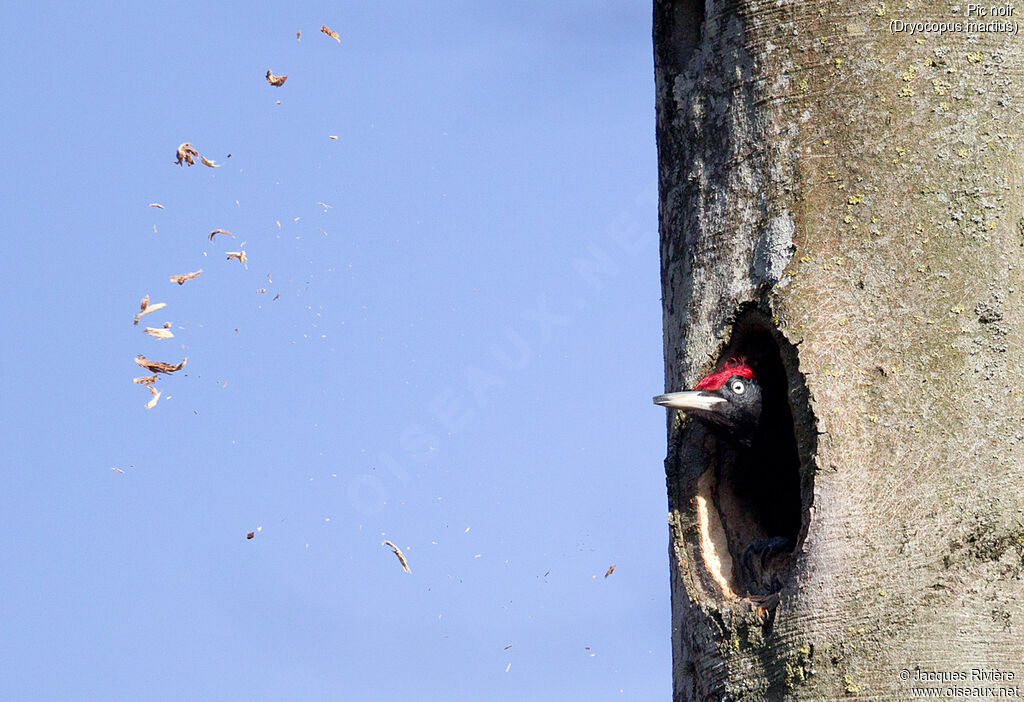 Black Woodpecker male adult breeding, Reproduction-nesting