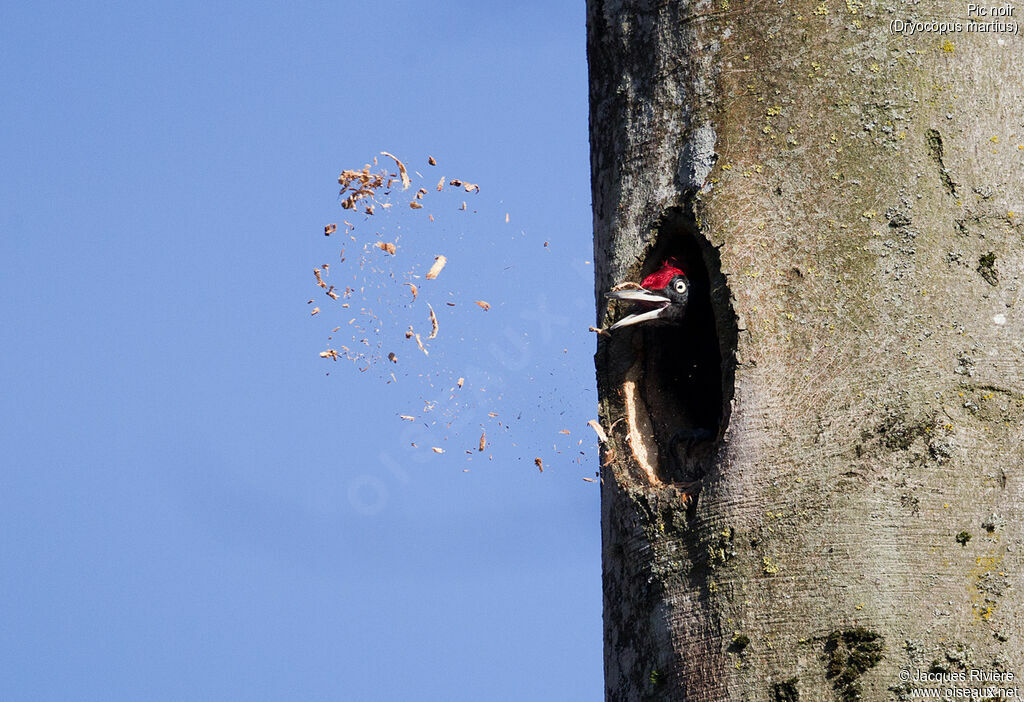 Black Woodpecker male adult, identification, Reproduction-nesting