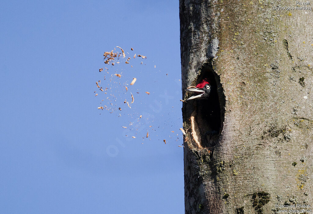 Black Woodpecker male adult breeding, identification, Reproduction-nesting