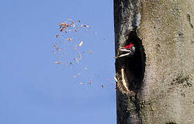 Black Woodpecker