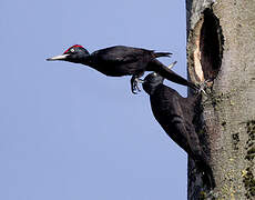 Black Woodpecker