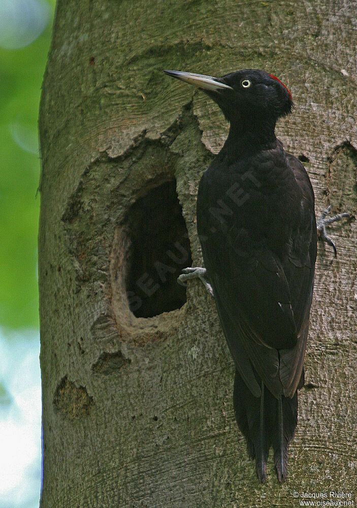 Black Woodpecker female adult breeding, Reproduction-nesting