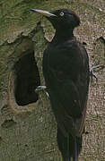 Black Woodpecker