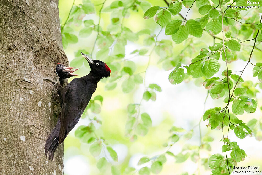 Black Woodpecker female adult breeding, identification, Reproduction-nesting