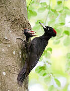 Black Woodpecker