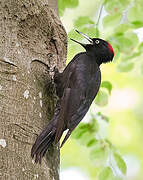 Black Woodpecker