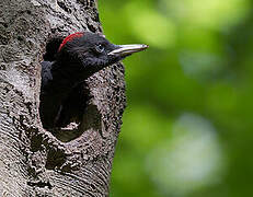 Black Woodpecker