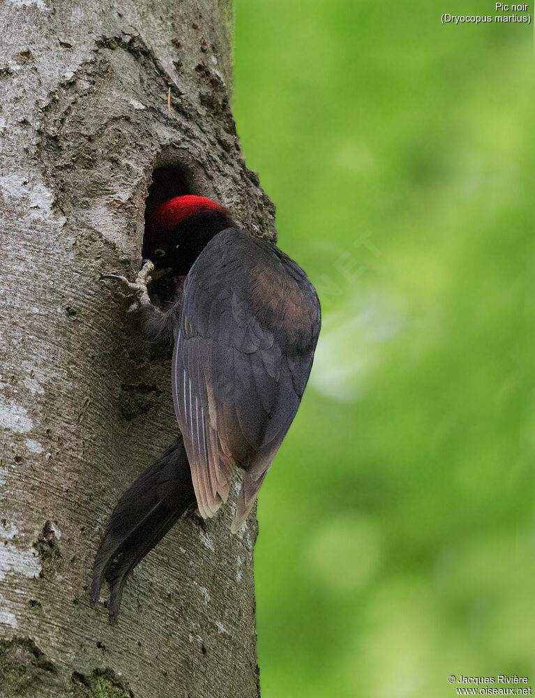 Black Woodpecker male adult, identification, Reproduction-nesting