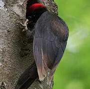 Black Woodpecker