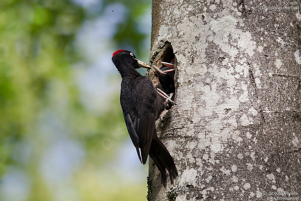 Black Woodpecker male adult breeding, identification, Reproduction-nesting