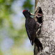 Black Woodpecker