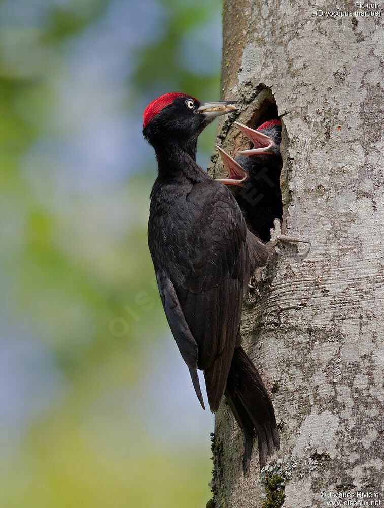 Black Woodpecker male adult, identification, Reproduction-nesting