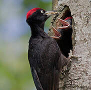 Black Woodpecker