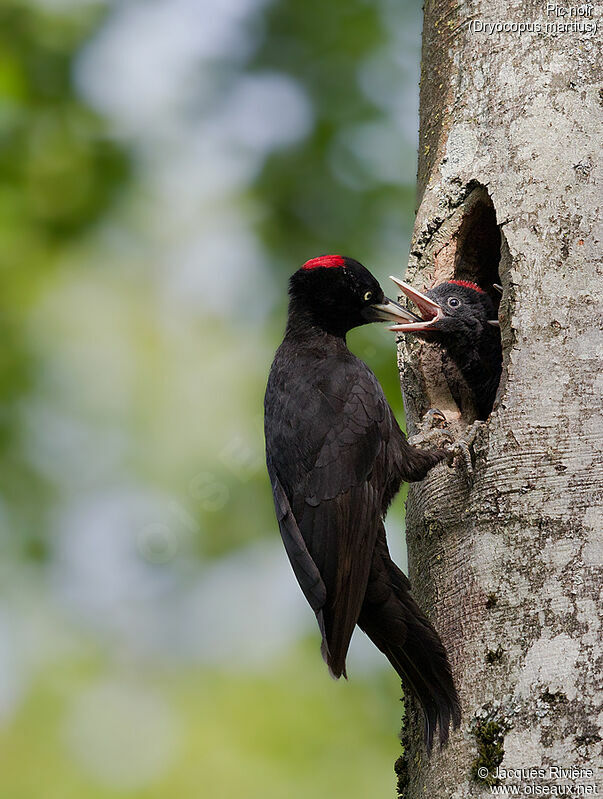 Black Woodpecker female adult, identification, Reproduction-nesting