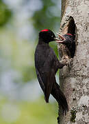 Black Woodpecker