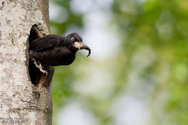 Black Woodpecker female adult, Reproduction-nesting, Behaviour