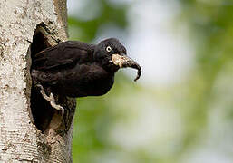 Black Woodpecker