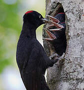 Black Woodpecker