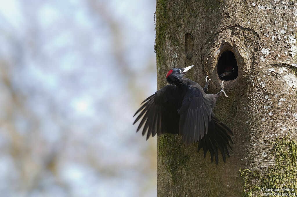 Black Woodpecker female adult breeding, Reproduction-nesting