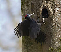 Black Woodpecker