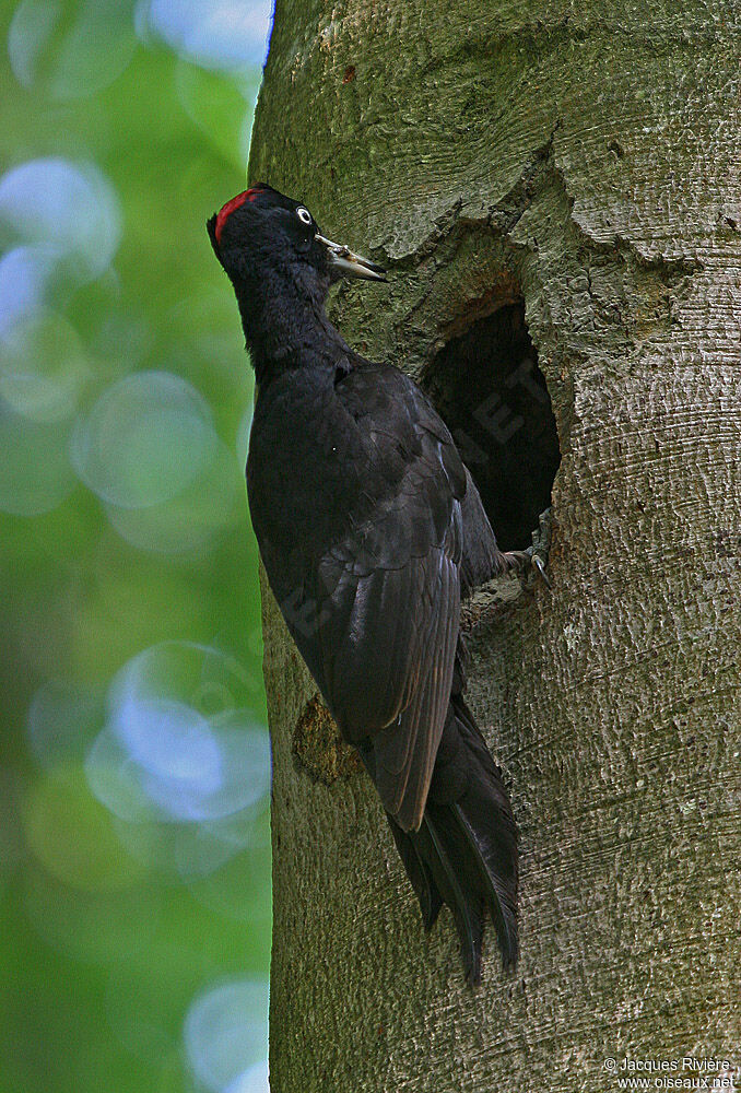 Black Woodpecker female adult breeding, Reproduction-nesting