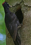 Black Woodpecker