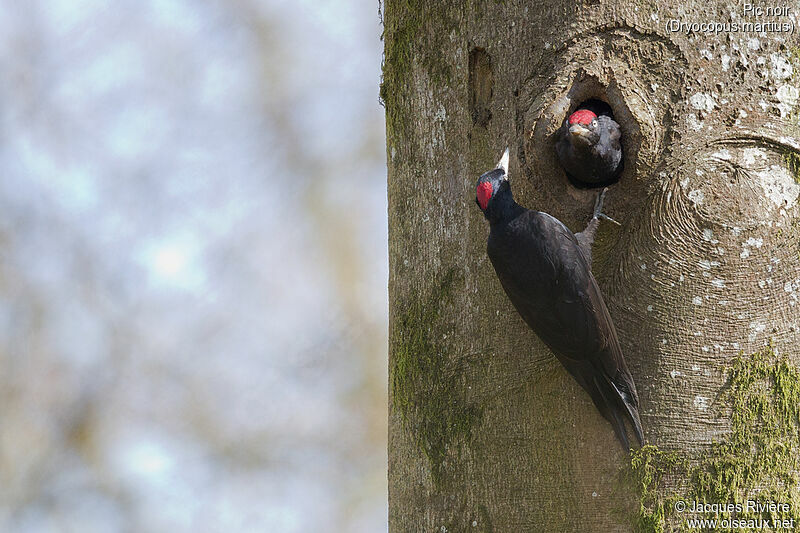 Black Woodpeckeradult breeding, Reproduction-nesting