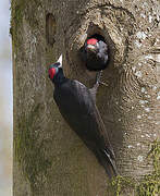 Black Woodpecker