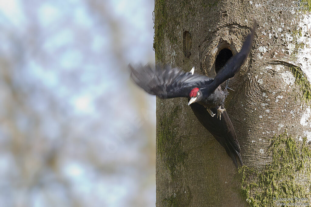 Black Woodpecker male adult breeding, identification, Reproduction-nesting