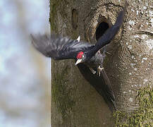 Black Woodpecker