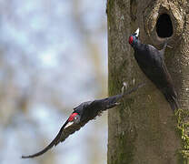 Black Woodpecker