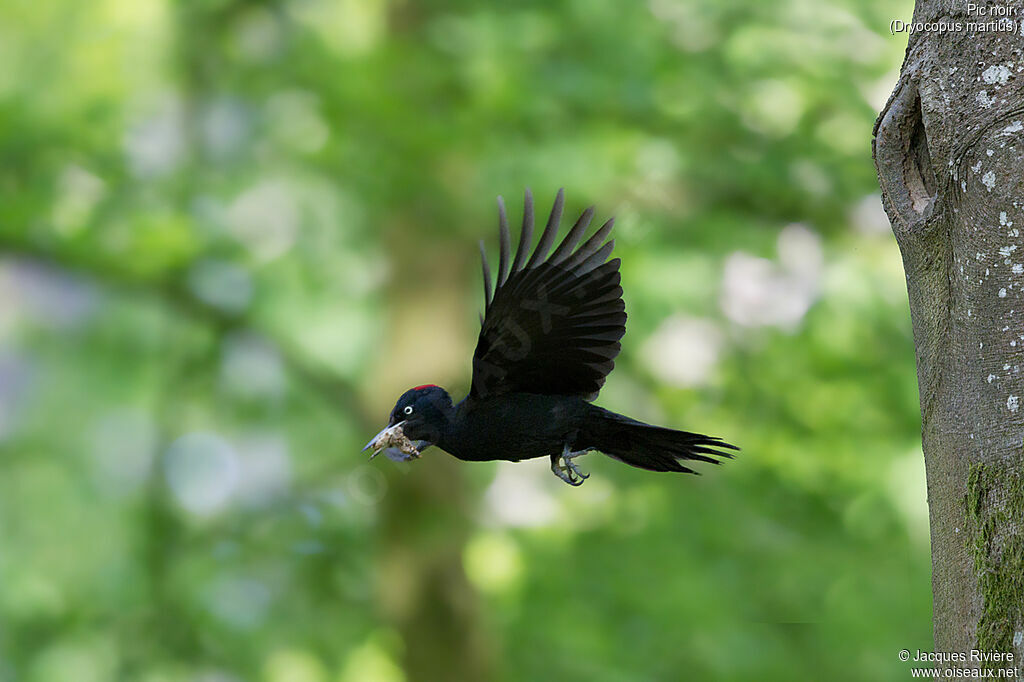 Black Woodpecker female adult, Flight