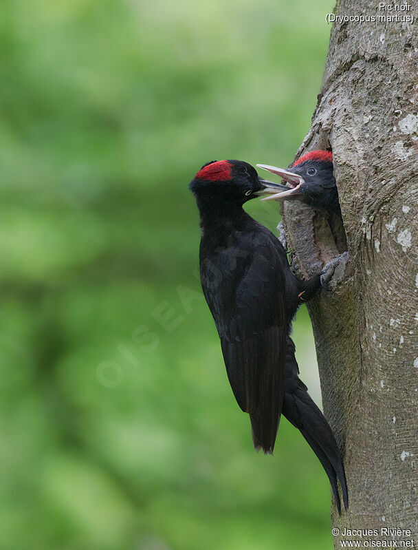 Black Woodpecker female adult, Reproduction-nesting