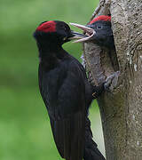 Black Woodpecker