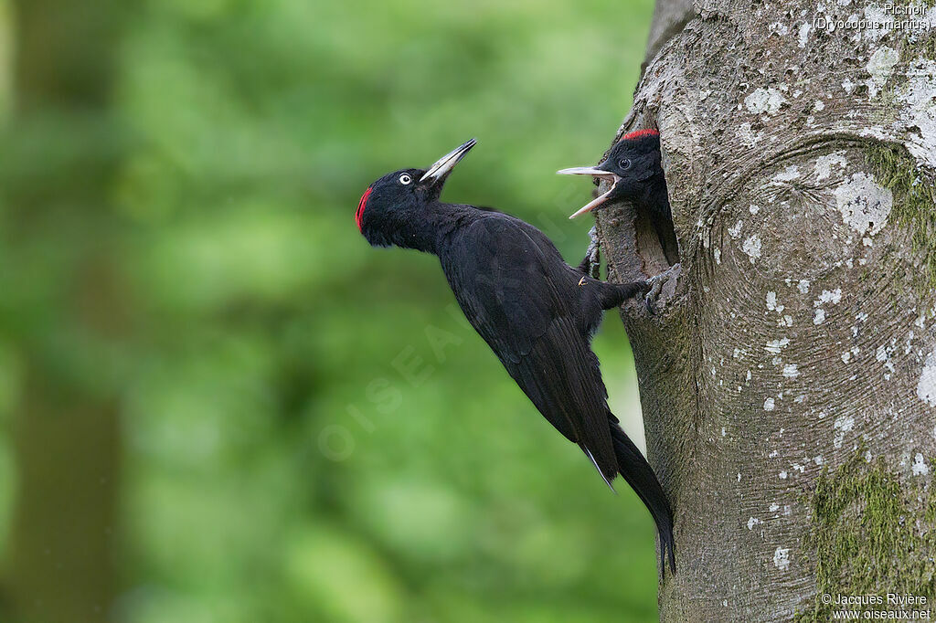 Black Woodpecker female adult breeding, identification, Reproduction-nesting