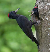 Black Woodpecker