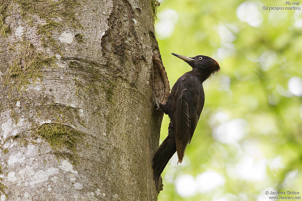 Black Woodpecker female adult breeding, identification, Reproduction-nesting