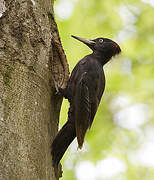 Black Woodpecker