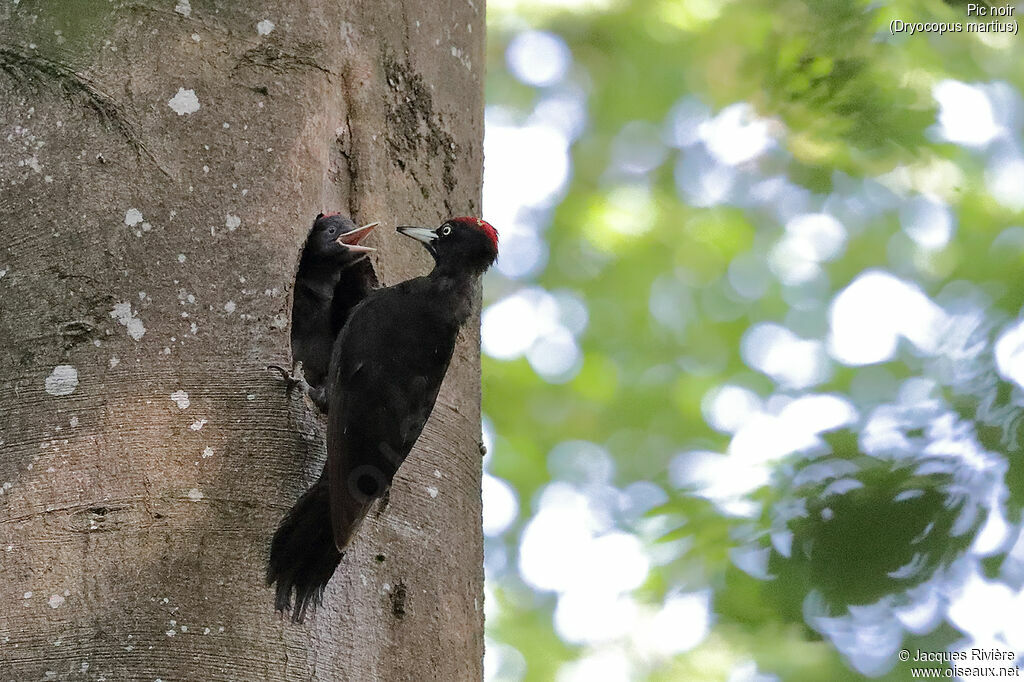 Black Woodpecker male adult, Reproduction-nesting