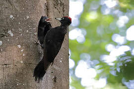 Black Woodpecker