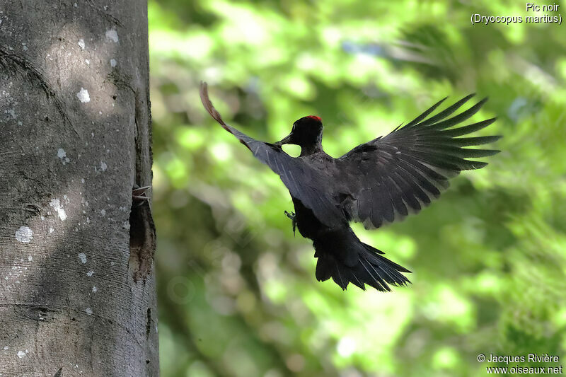 Black Woodpecker female adult breeding, Flight, Reproduction-nesting