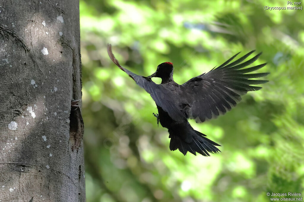 Black Woodpecker female adult breeding, Flight, Reproduction-nesting