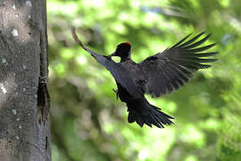 Black Woodpecker