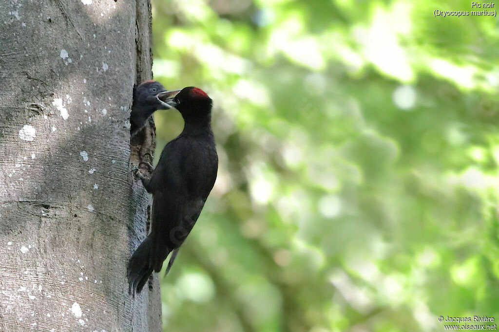 Black Woodpecker female adult breeding, identification, Reproduction-nesting