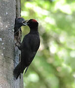 Black Woodpecker