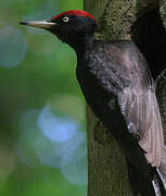 Black Woodpecker