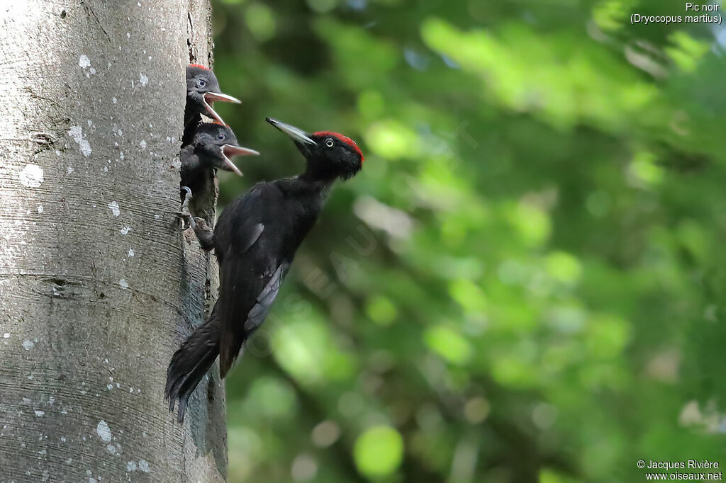 Black Woodpecker male adult breeding, identification, Reproduction-nesting