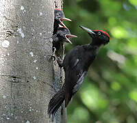 Black Woodpecker